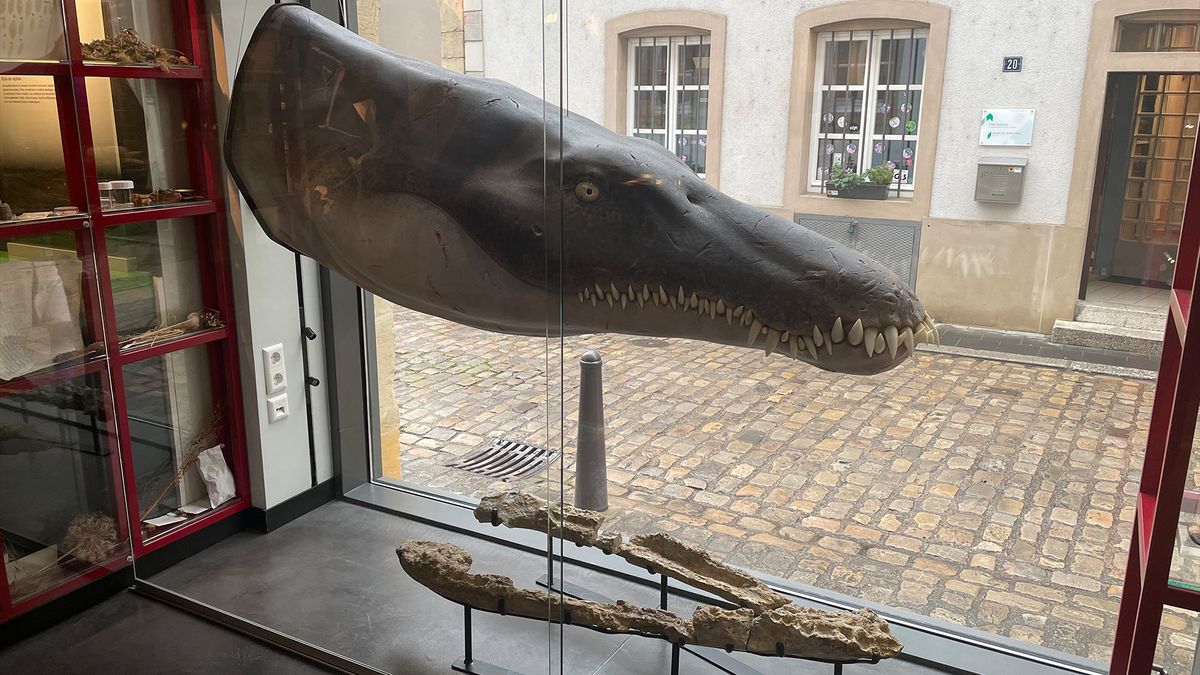 Jurassic pliosaur 'megapredator' was a giant 'sea murderer' Live Science