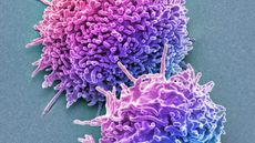 Two blob-shaped cells against a grey background. The cells are colored in a blue to purple gradient. They look like they are made of lots of smaller rod shapes with protruding spikes