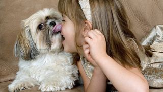 Shih tzu licking little girl's face