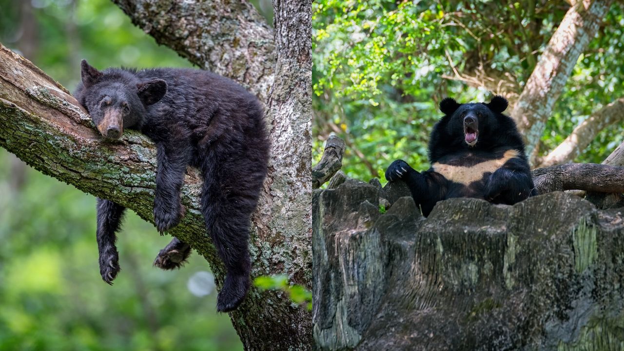 on the left, an American black bear lounges in a tree. On the right, an Asian black bear opens its mouth and stands tall in the forest.