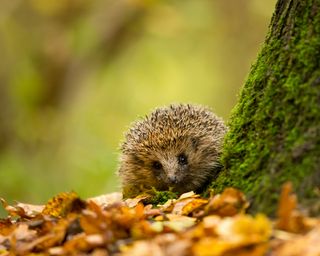 Hedgehog next to a tree