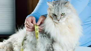 Cat being measured
