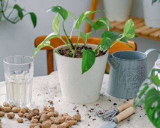 Pothos cuttings planted in potting soil