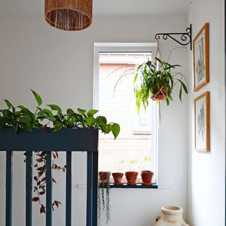 Small plant containers on windowsill and hanging