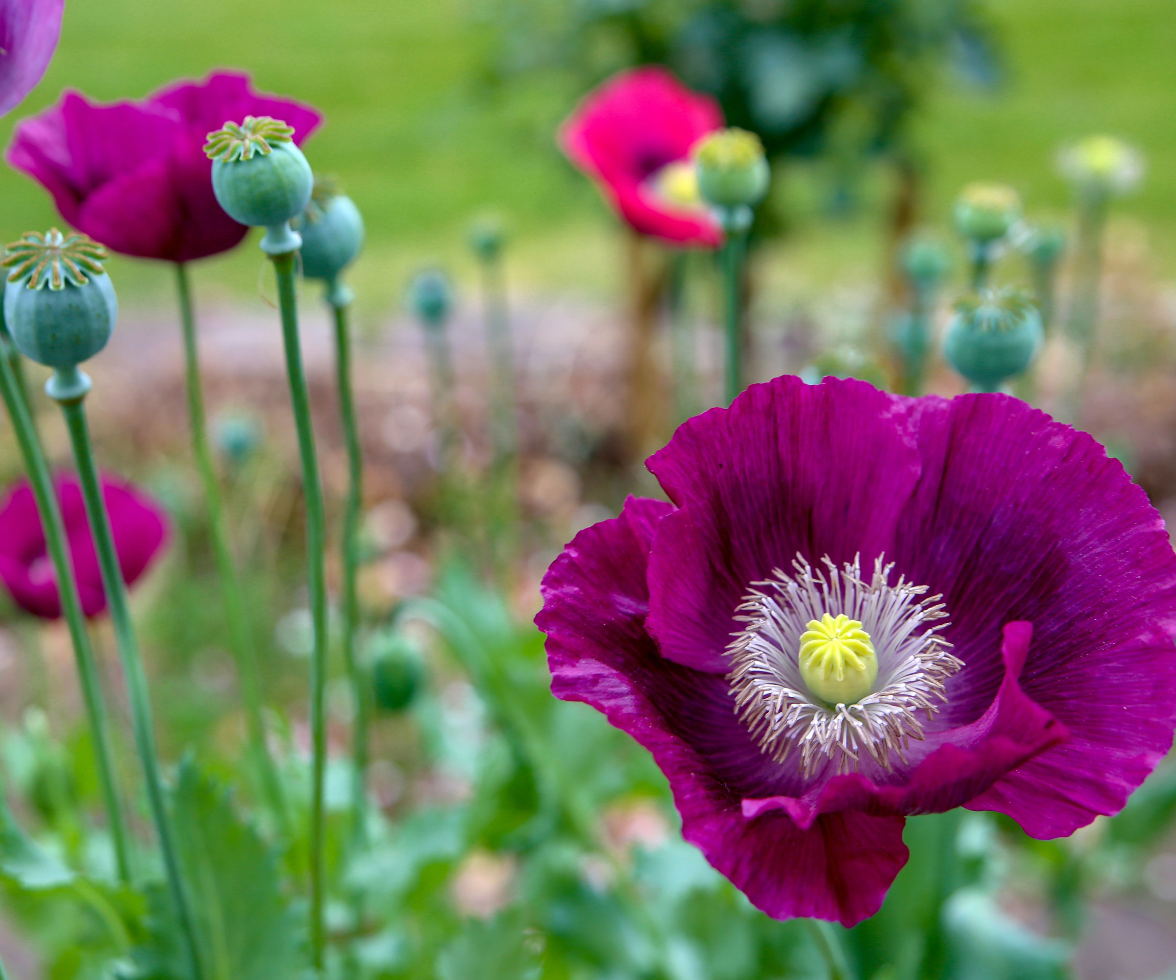 purple poppy growing with other poppies in yard