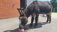 Tiny-Tim-at-The-Donkey-Sanctuary-Manchester.jpg