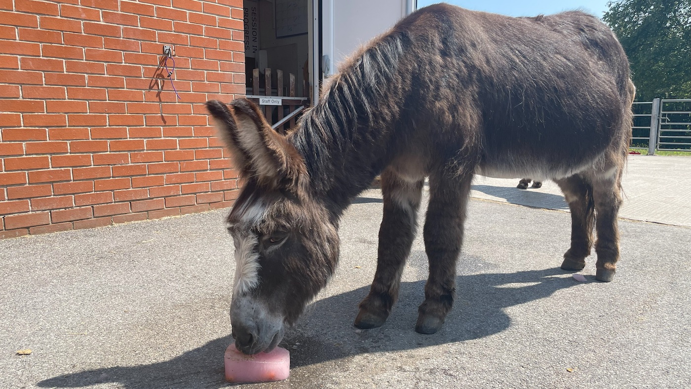 Tiny Tim at The Donkey Sanctuary Manchester