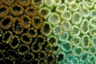 Bleaching coral, losing its symbiotic protozoan inhabitants.