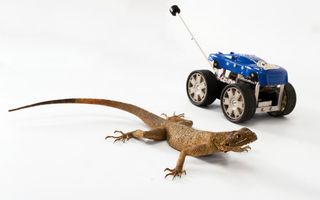 A red-headed Agama lizard stands beside Tailbot, a simple car equipped with an actively controlled tail that can quickly right itself in midair even when dropped nose-down.