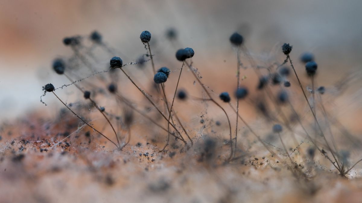 Mold spores