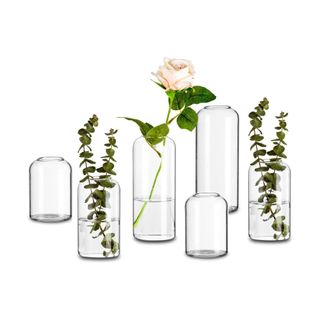Glass vases filled with water and plants
