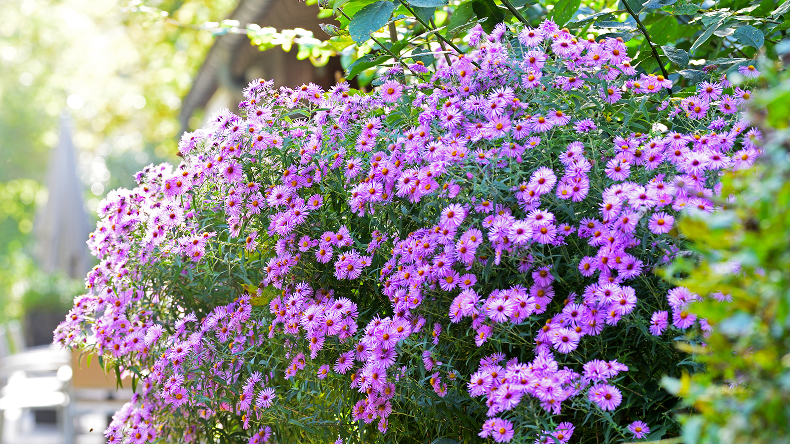 Purple asters in full bloom outside of house