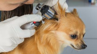 Vet examining dog's ear