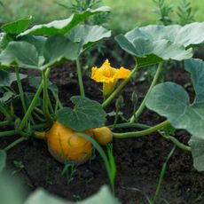 Pumpkin growing in a garden