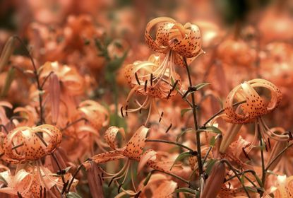 Tiger Lily Plants