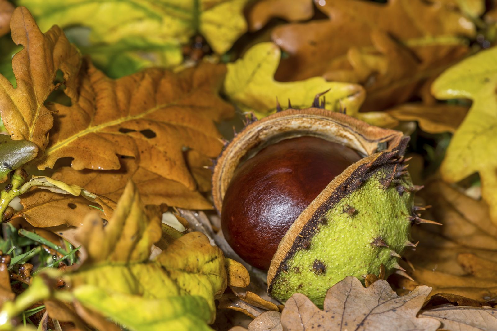 Curious Questions: How to win at conkers | Country Life