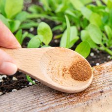 Gardener sprinkles cayenne pepper on sides of raised beds