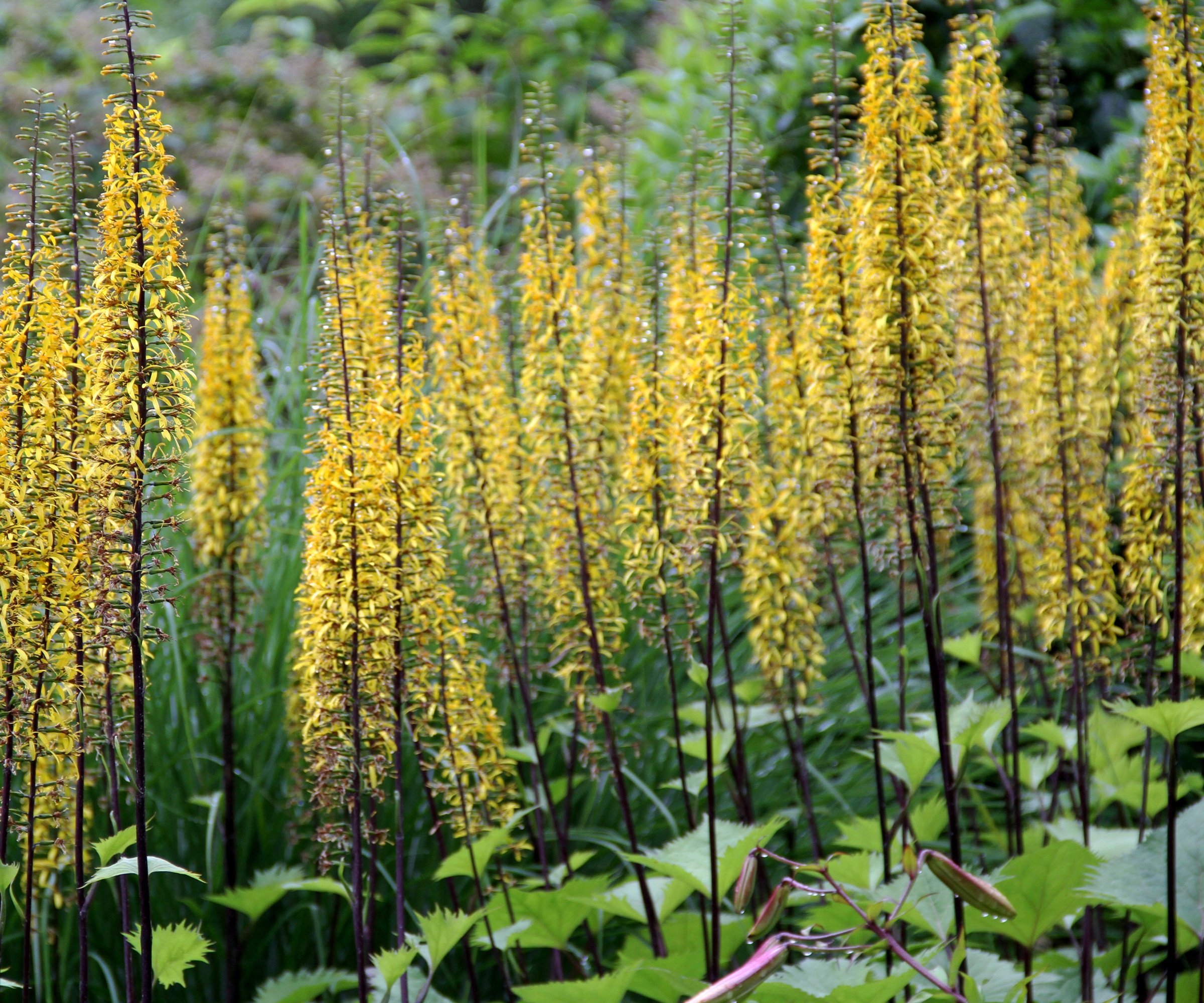 Ligularia stenocephala, The 'Rocket'