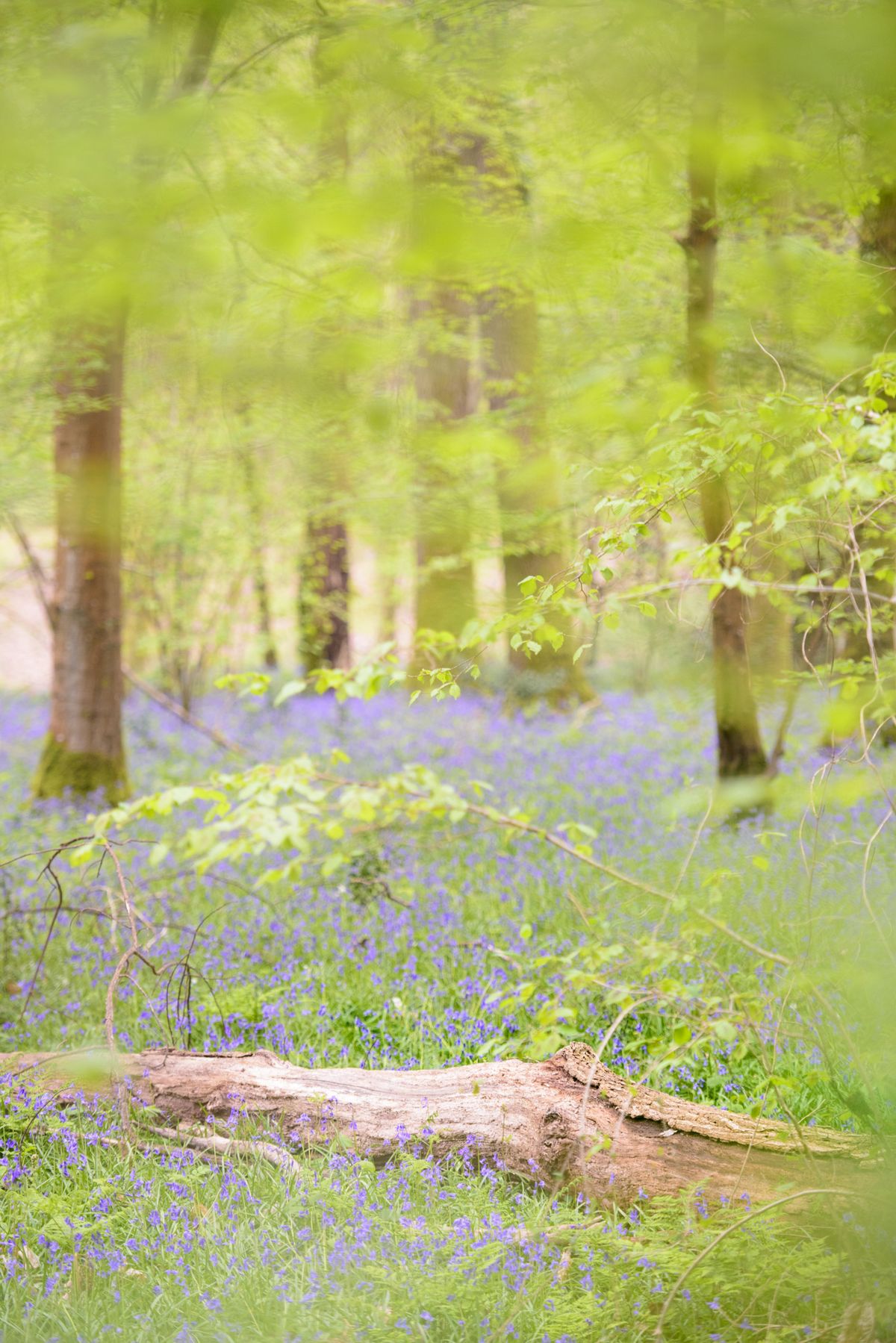 Bluebell woodland scene