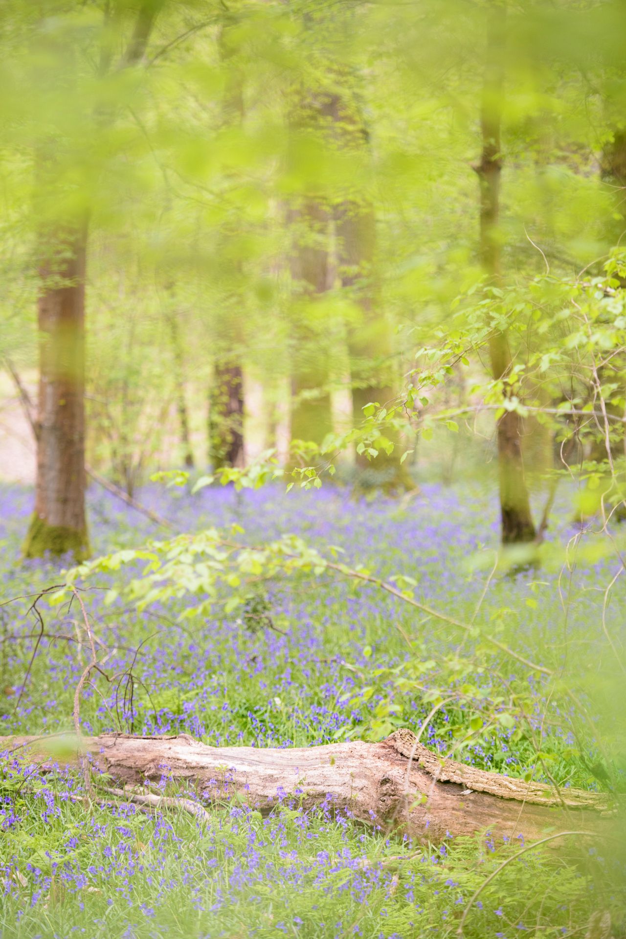 Bluebell woodland scene
