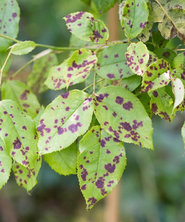 Rose black spot tips to prevent this common plant disease Gardeningetc