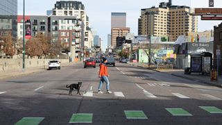 Downtown denver dog crossing road on leash