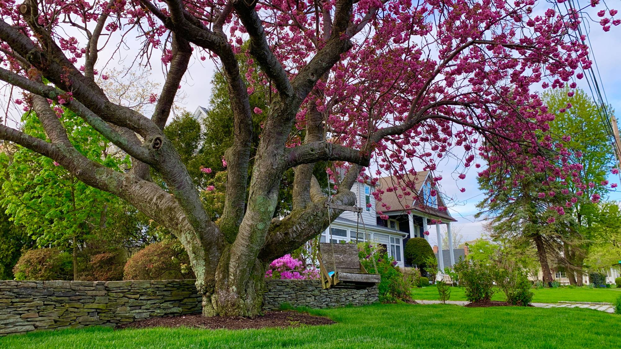 Large cherry tree in bloom in front yard