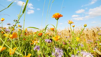 Wildflowers in meadow with bees underneath blue sky