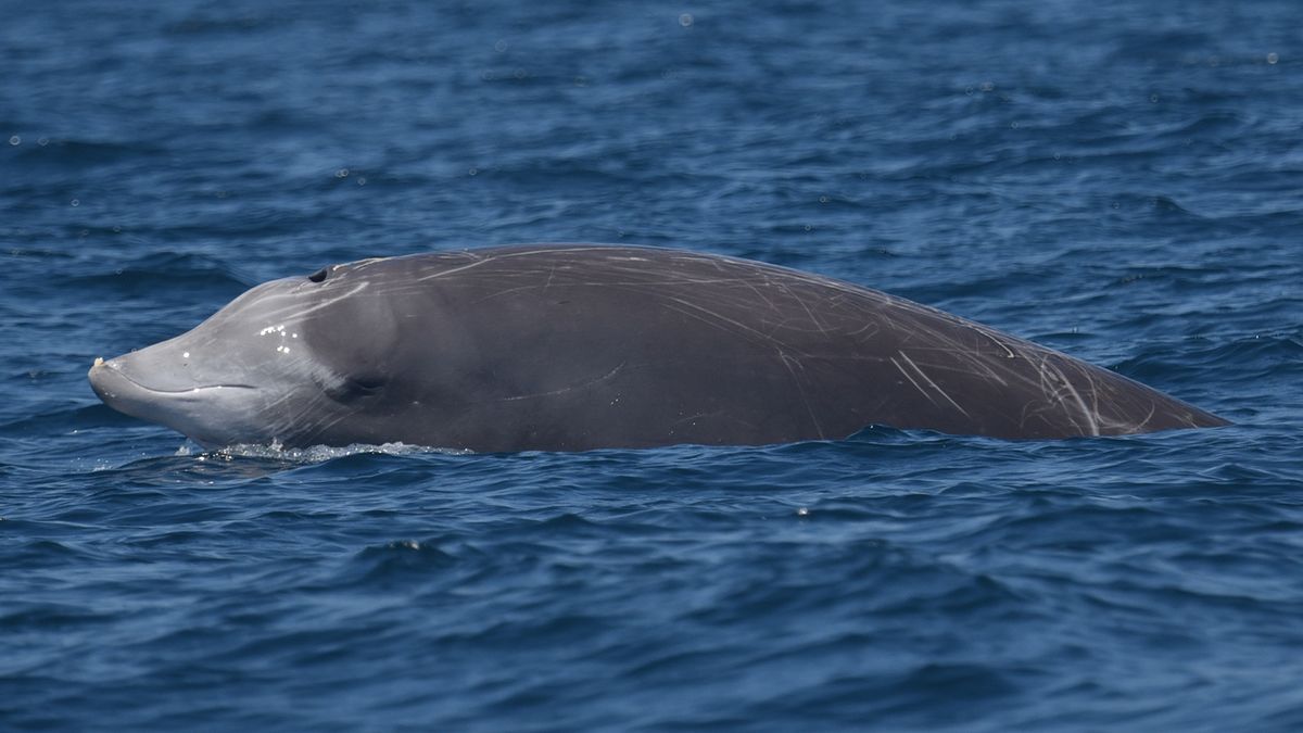 Elusive Cuvier&#039;s beaked whales (Ziphius cavirostris) spend only about 2 minutes at the sea surface to catch a breath for their marathon dives.