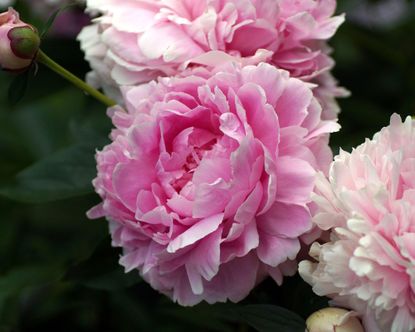 Peonies care - everything you need to know | Livingetc