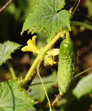 Vert Petit de Paris gherkin cucumbers ripening on the vine