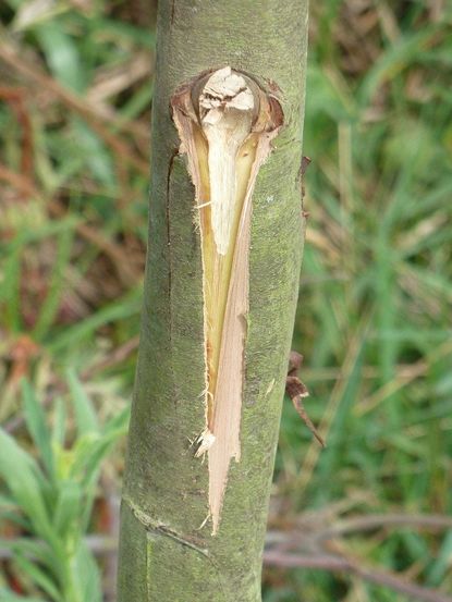 Tree Trunk With A Broken Off Branch