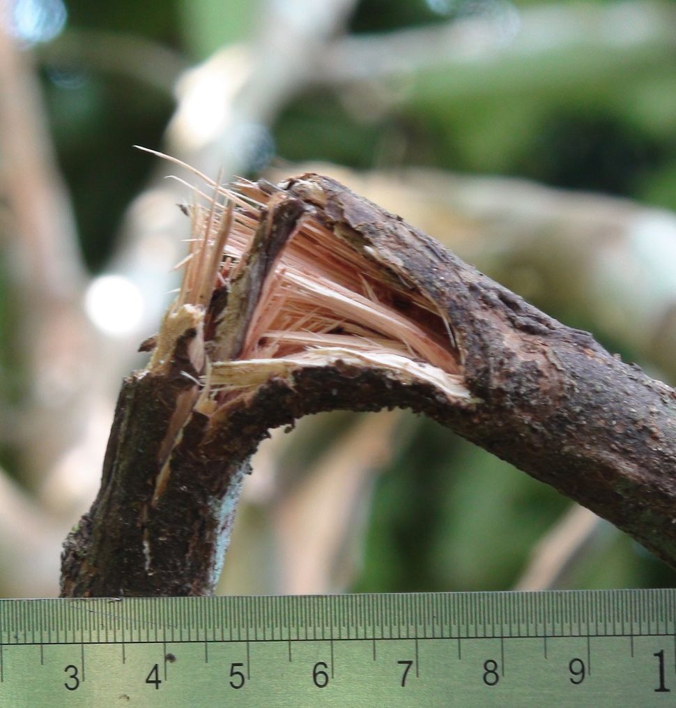 Images of Primate Nests Great Apes & Tool Use Live Science