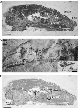 When placed together, the part and counterpart fossils (top two) form an entire skull (bottom) that is not snakelike, the authors of the new research said.