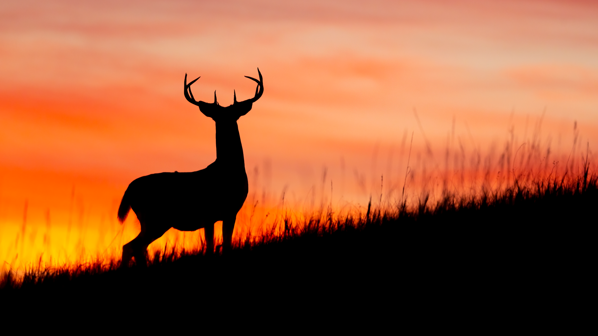 A deer against the sunset