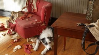 Dog next to torn up armchair