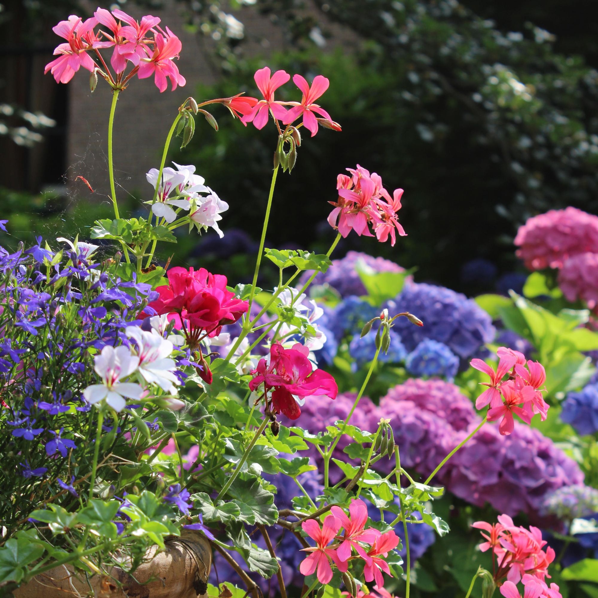 geraniums and lobelia