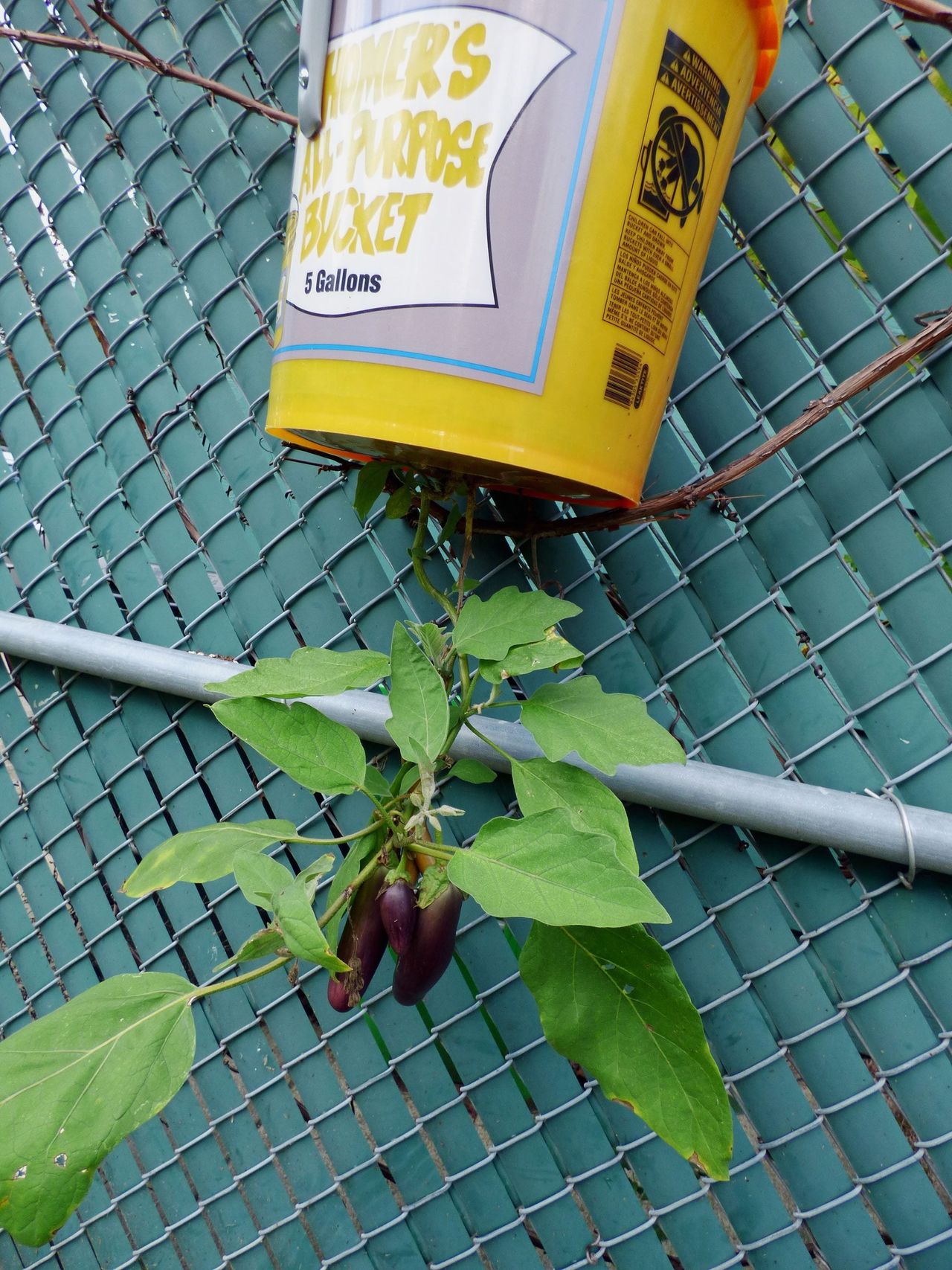 Eggplants Growing Upside Down From A Bucket