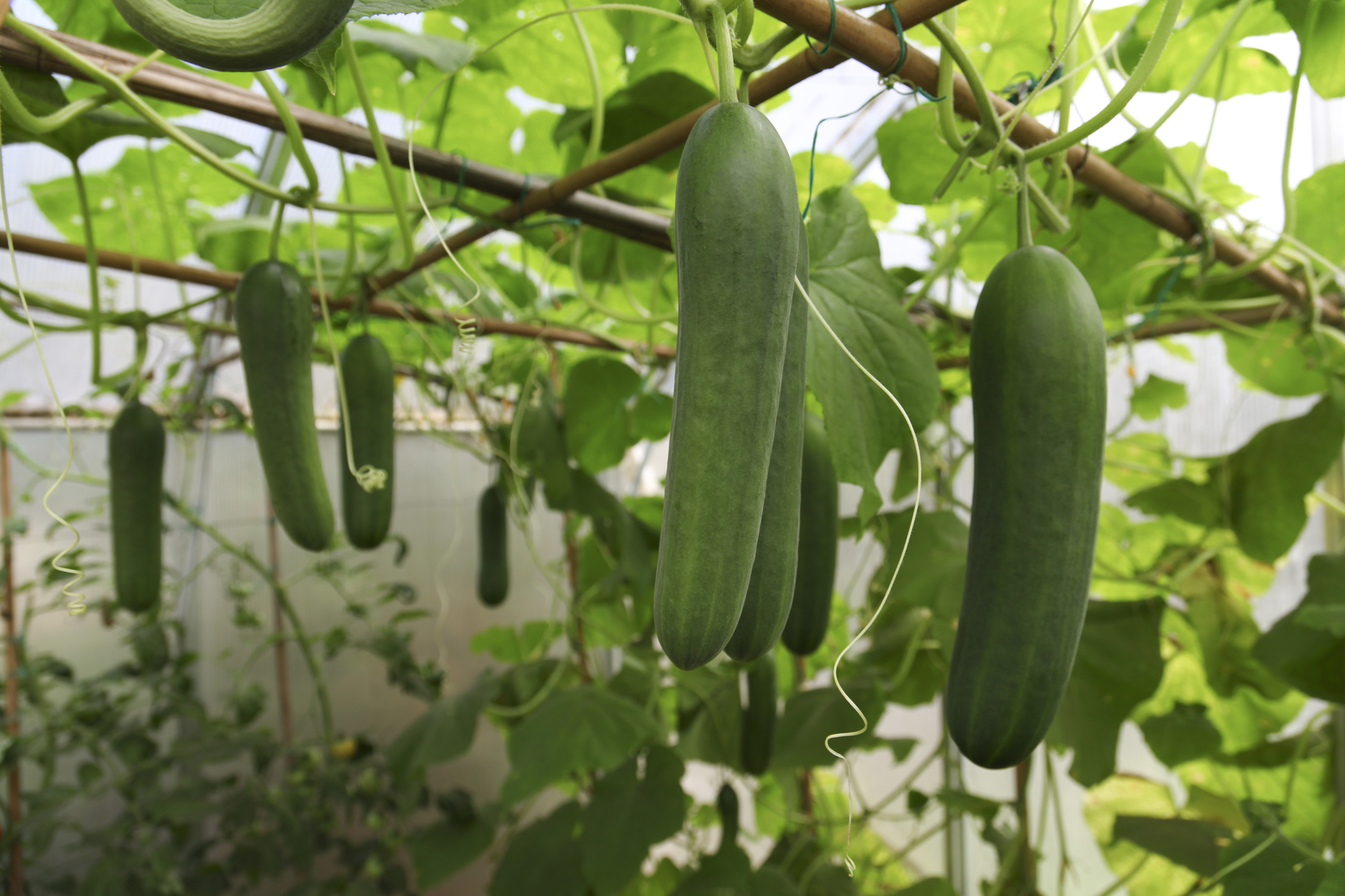 How to grow cucumbers from seed, in pots, vertically or in your