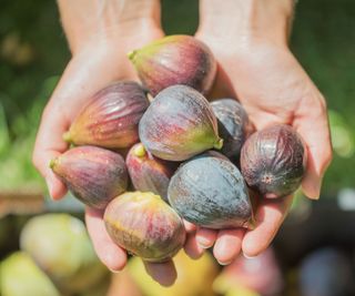 figs harvested from Brown Turkey fig tree in late summer