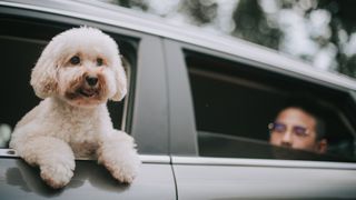 Poodle with head out of car window