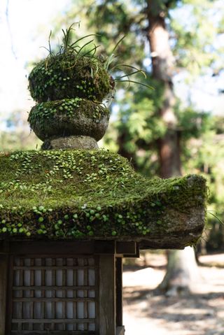 small Japanese garden ideas: moss on stone