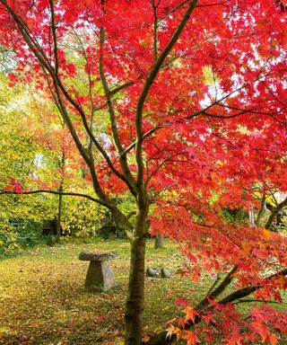 The Japanese maple, Acer palmatum ‘Osakazuki’