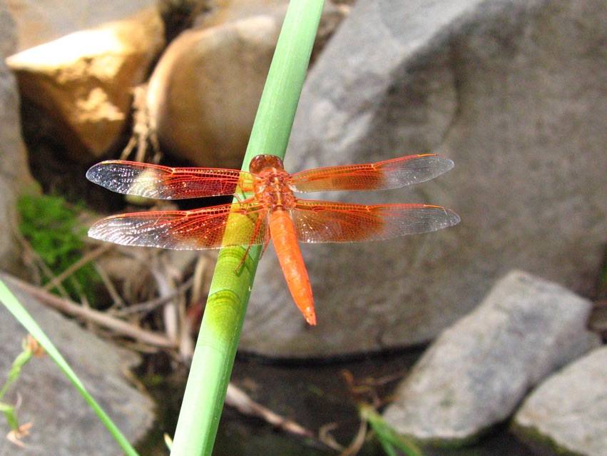 Insects of the North American Deserts