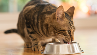 Cat eating food from a bowl