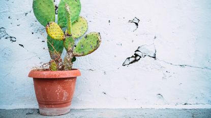 bunny ear cactus potted outside that is turning yellow