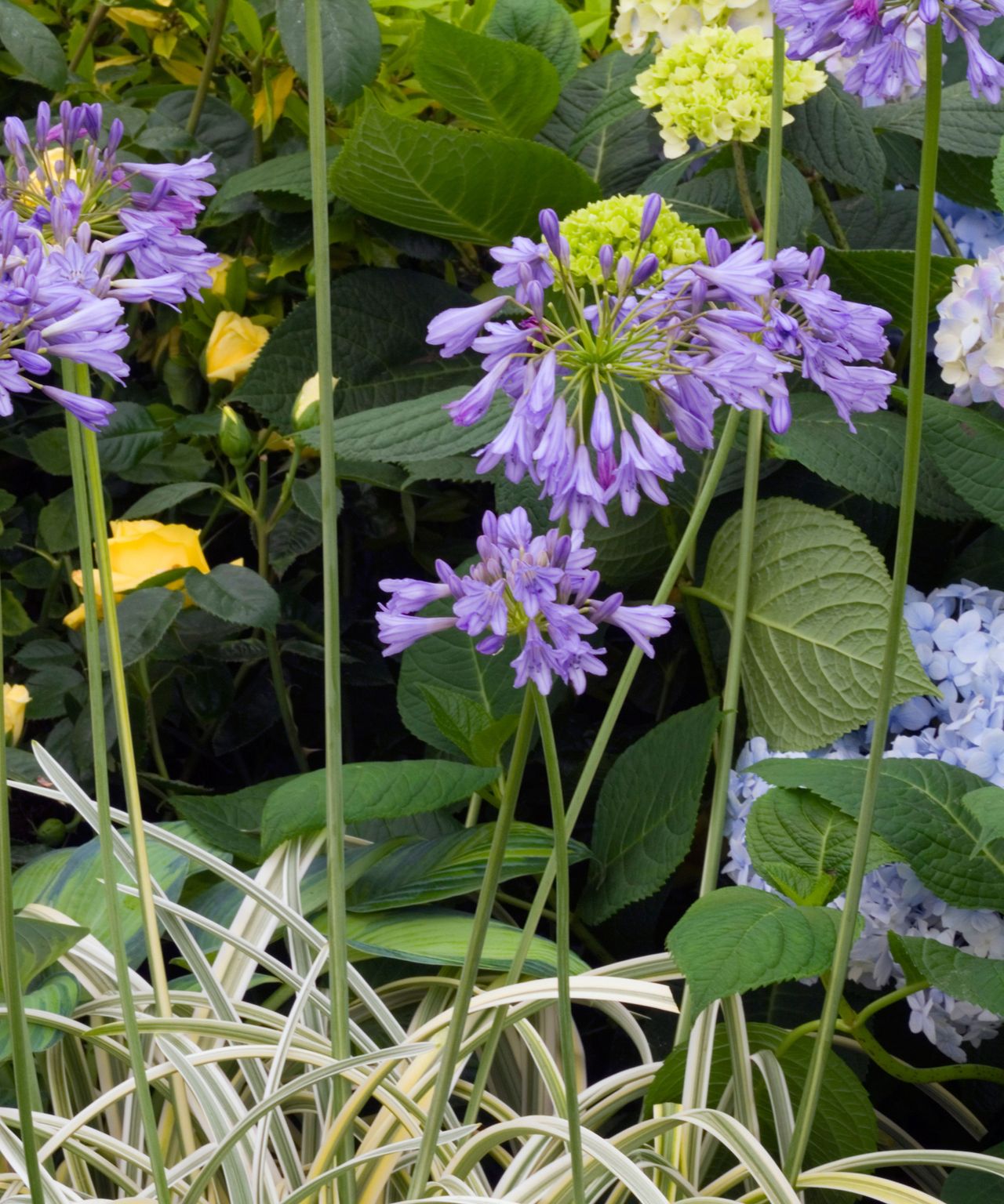 Best perennial plants for pots 16 beautiful varieties Gardeningetc