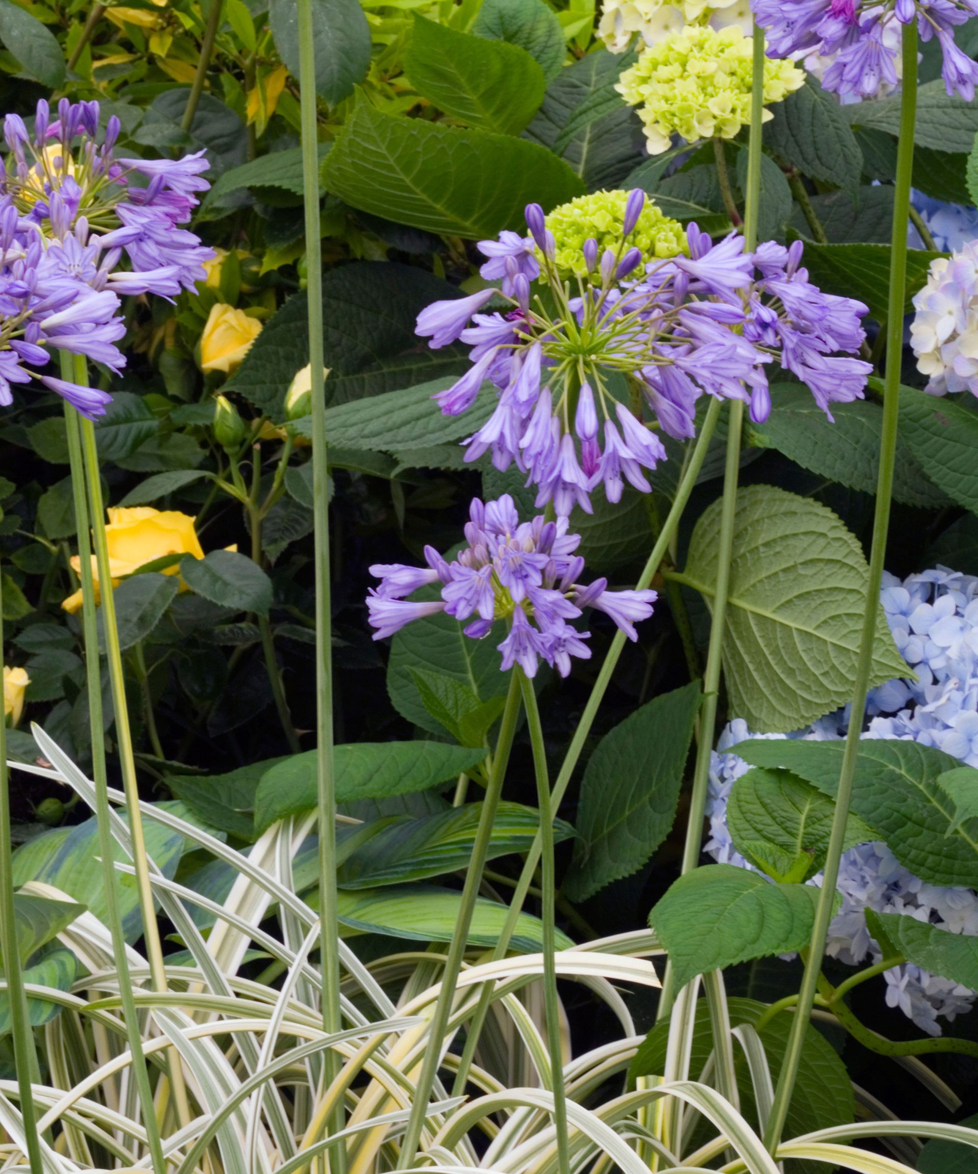 Best perennial plants for pots 16 beautiful varieties Gardeningetc