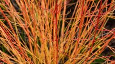 Close up of red dogwood branches