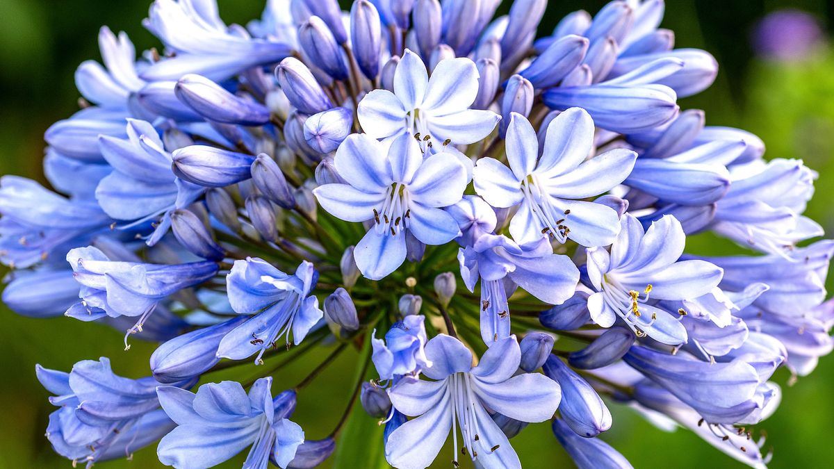 Every Garden Needs One Plant That Makes A Border Look Expensive – These 6 Add Wow Factor With Almost No Effort